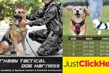 Best Dog Harnesses of 2024