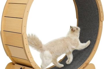 Cat Exercise Wheel Reviews