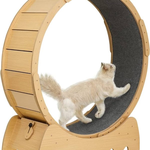 Cat Exercise Wheel Reviews