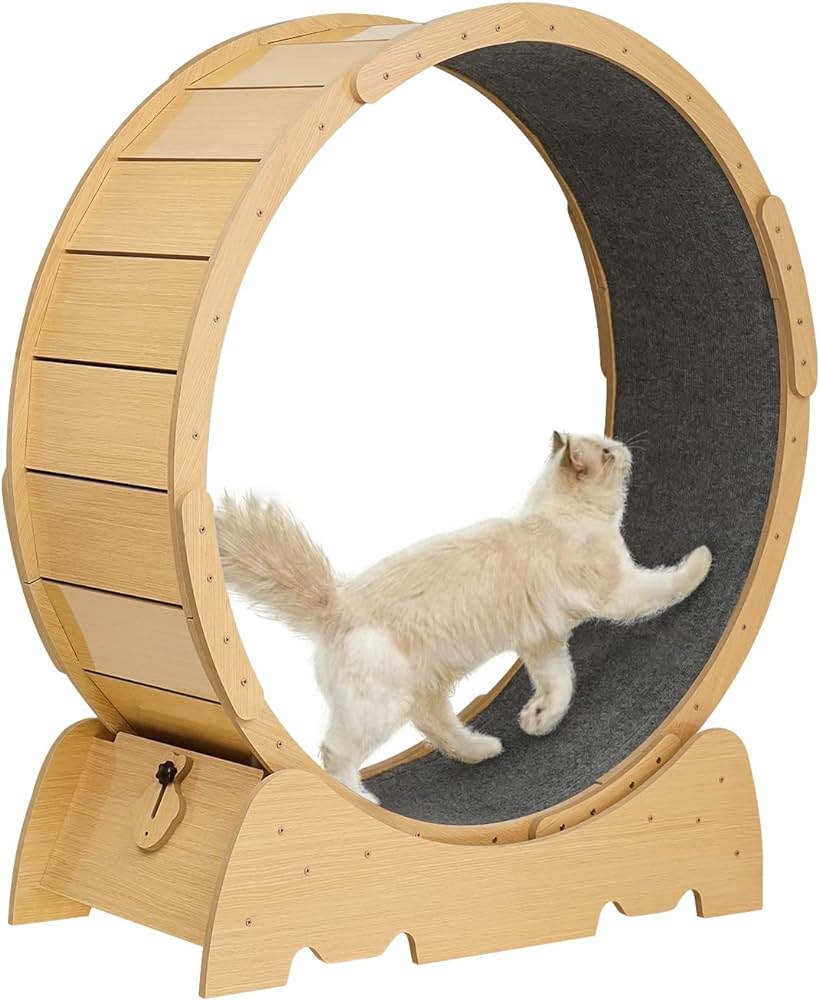 Cat Exercise Wheel Reviews