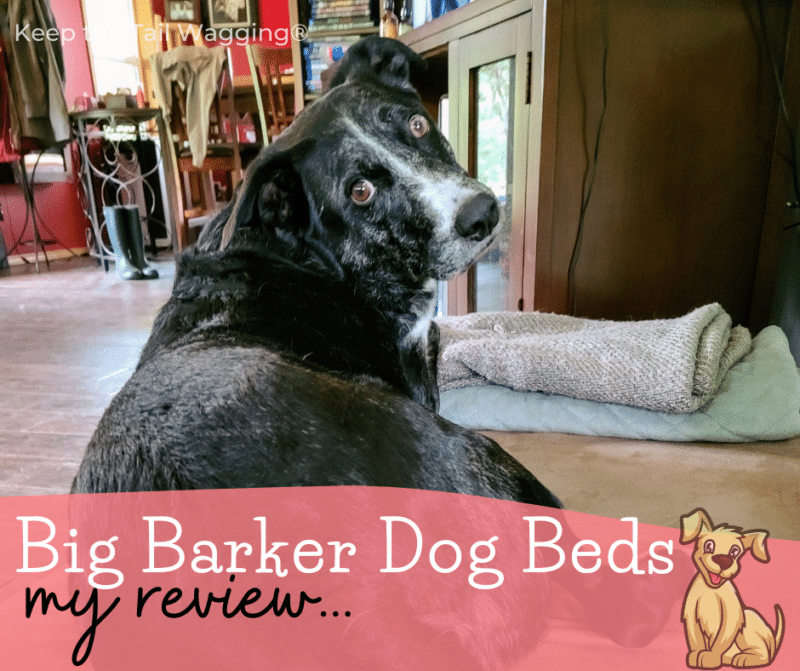 Orthopedic Dog Bed Reviews