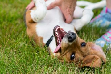 Are Cats Ticklish A Vet Explains The Science Of Tickling