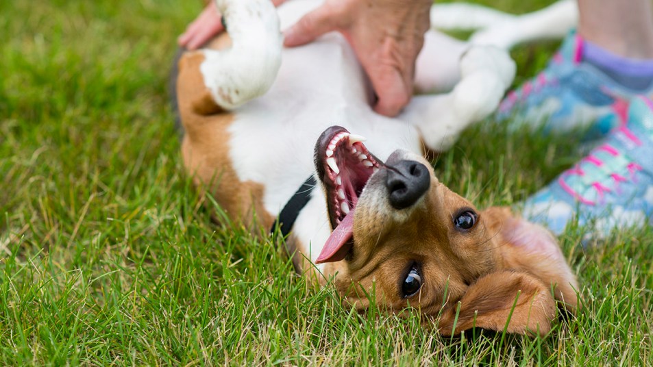 Are Cats Ticklish A Vet Explains The Science Of Tickling