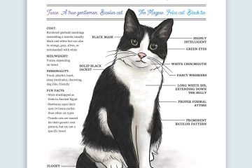 Different Types Of Black And White Cat Coat Patterns