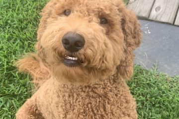 Goldendoodle With Sensitive Stomach