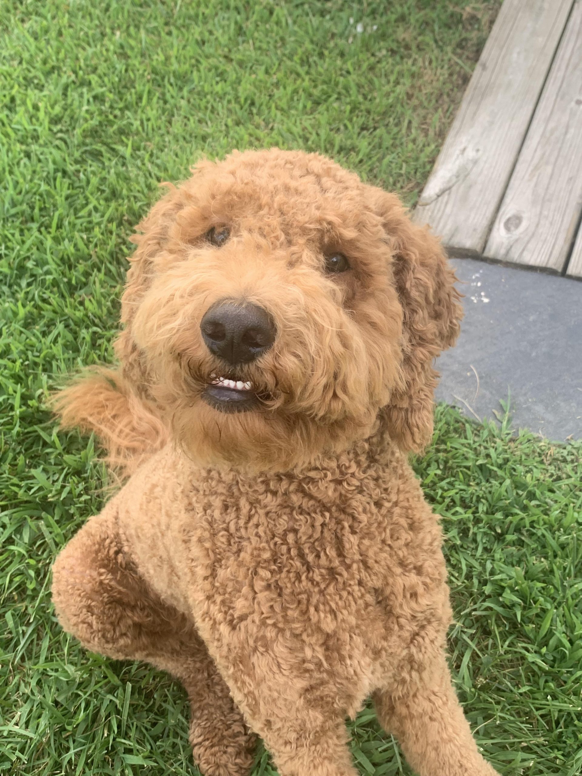 Goldendoodle With Sensitive Stomach