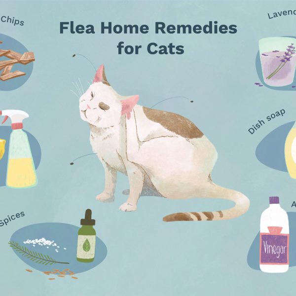 How To Get Rid Of Fleas On Your Cat