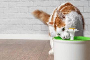 How To Train A Cat To Use A Water Fountain