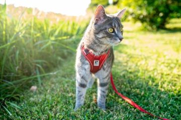 How To Train A Cat To Walk On A Leash