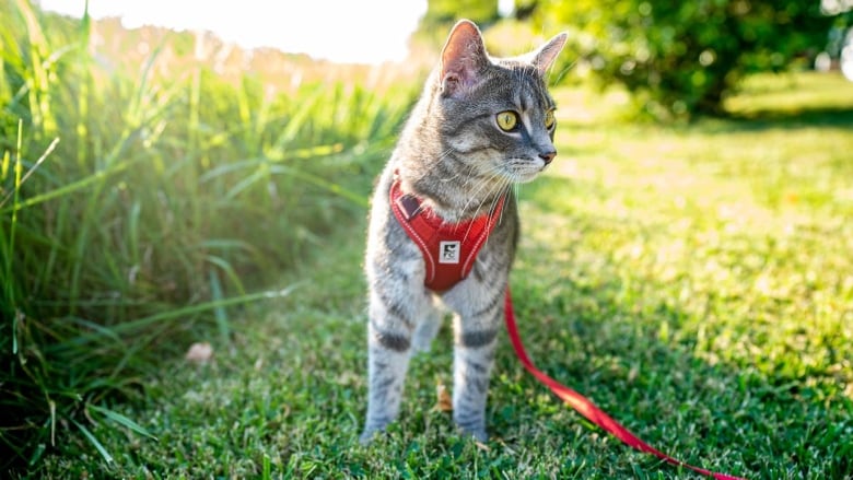 How To Train A Cat To Walk On A Leash