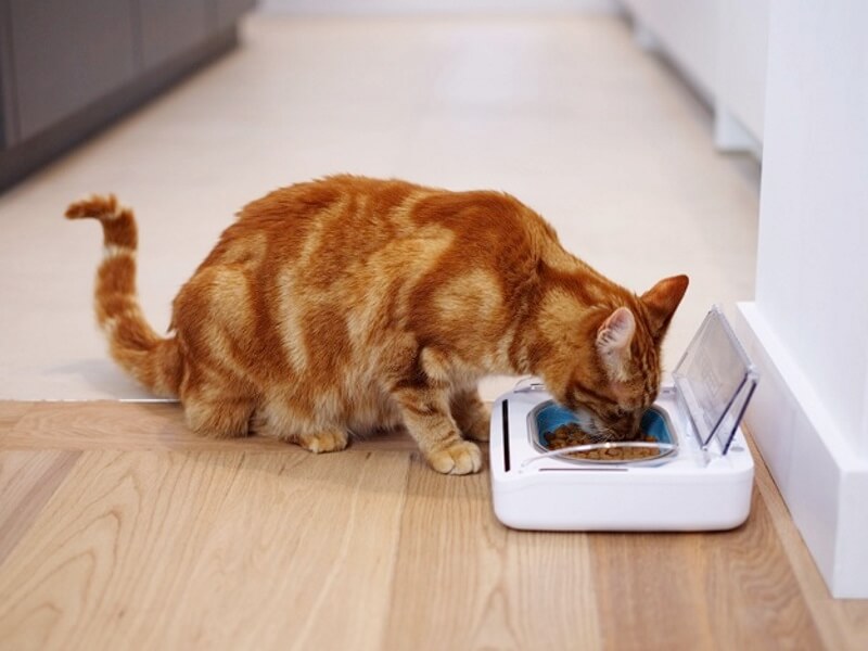 Keeping Your Cat'S Food Fresh