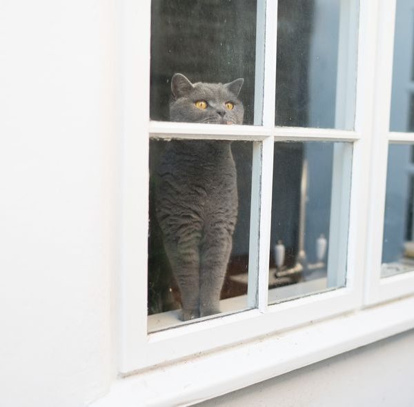 What To Do If Your Indoor Cat Gets Outside