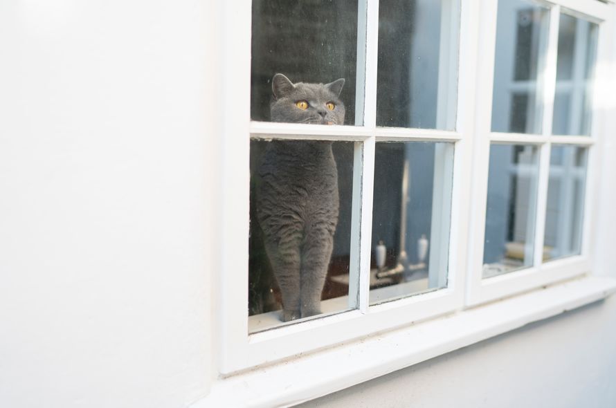 What To Do If Your Indoor Cat Gets Outside